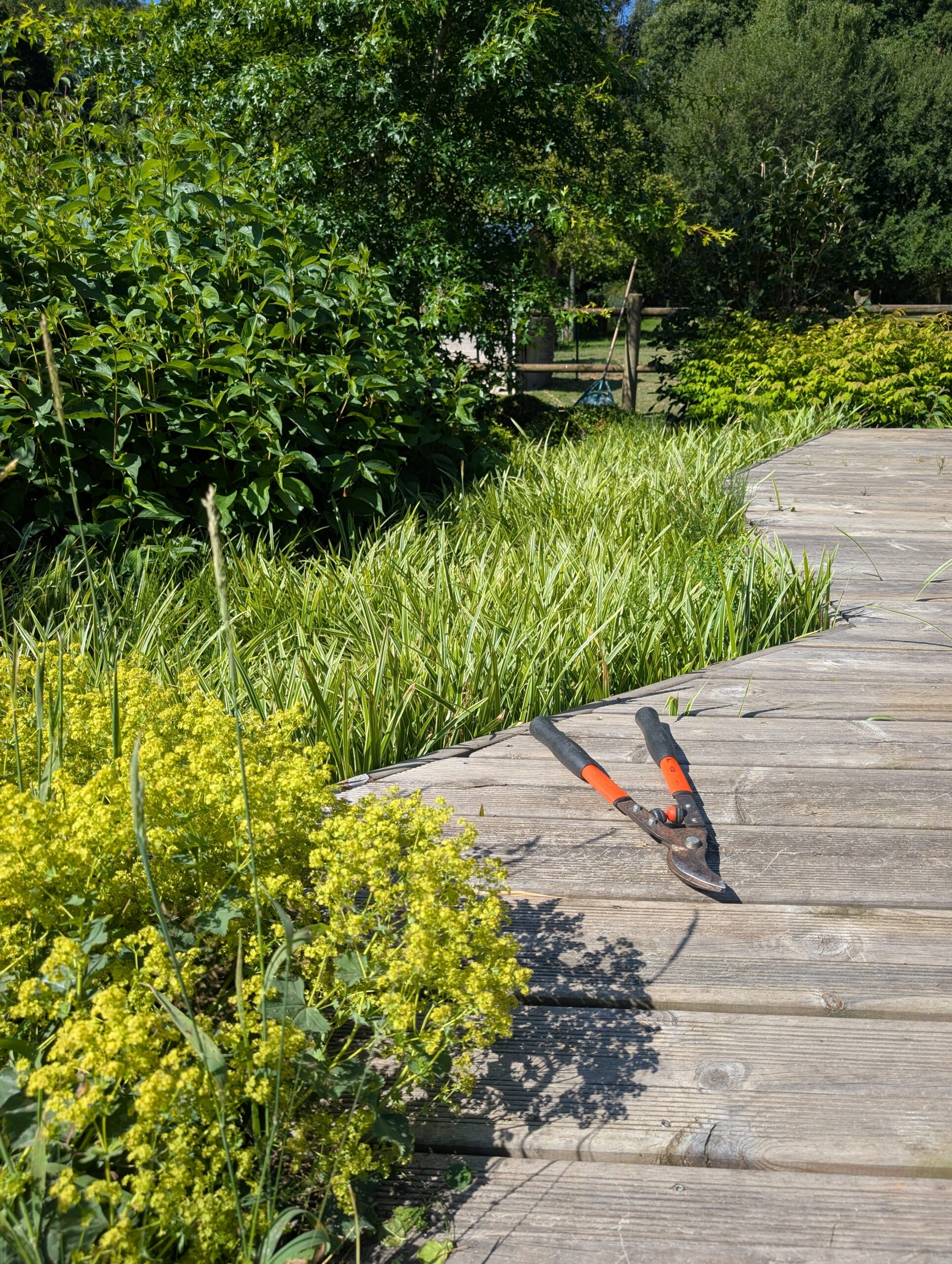 cisaille jardin saint arnoult Cisaille Saint Arnoult en Yvelines